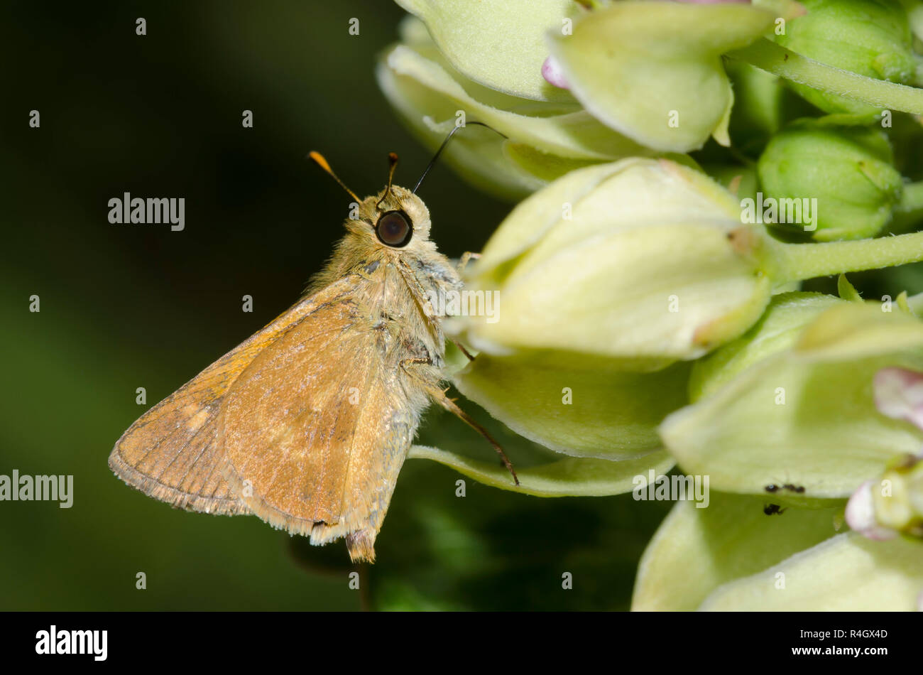 Südlicher Bruchstrich, Polites otho, männlicher Nektaring aus grünem Milkweed, Asclepias viridis Stockfoto