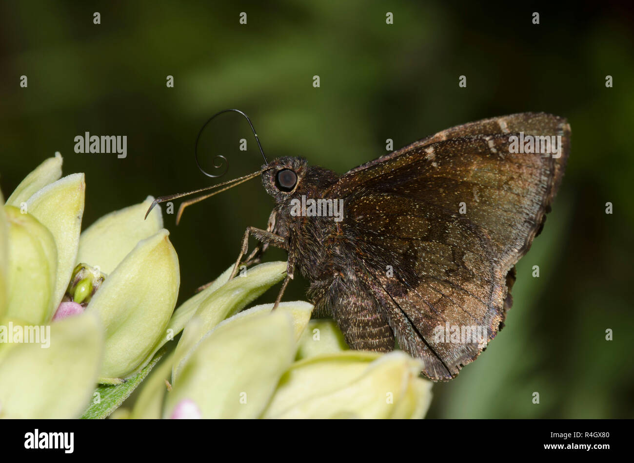 Northern Cloudywing, Cecropterus pylades, männlich auf grünem Milkweed, Asclepias viridis Stockfoto