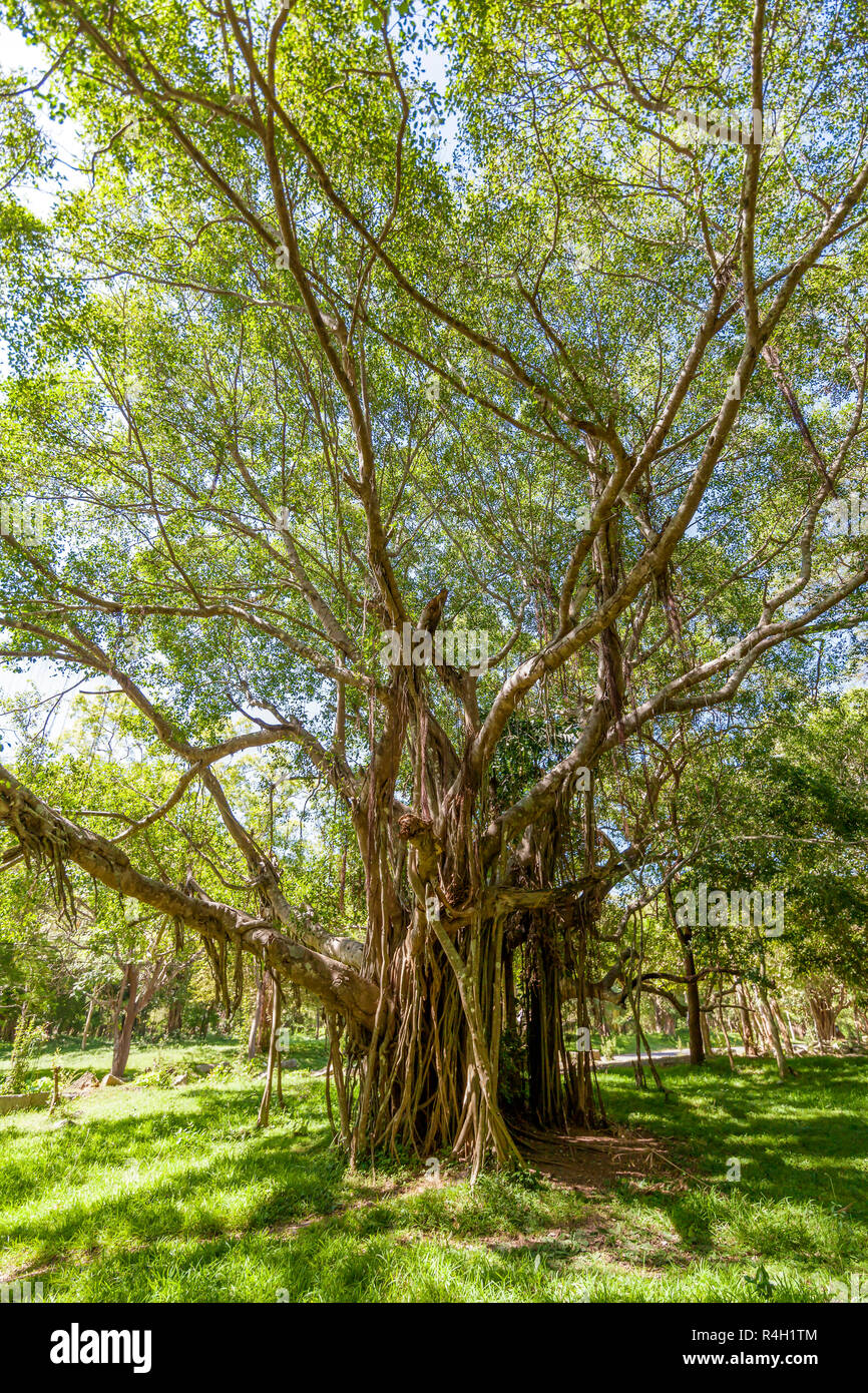 Im Wallfahrtsort der alten Königsstadt anuradhapura auf der tropischen Insel Sri Lanka, findet man die Ruinen eines alten Tempels Stockfoto