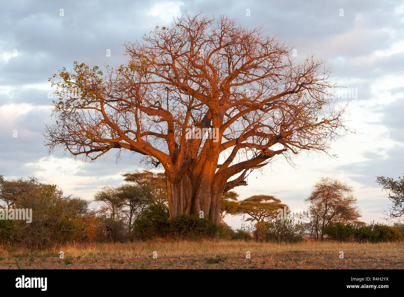 Baobab im Tarangire NP Stockfoto