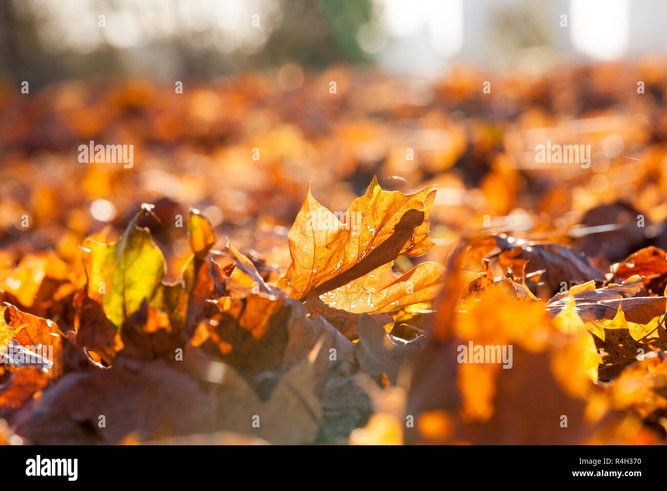 vergilbte Ahornblätter Stockfoto