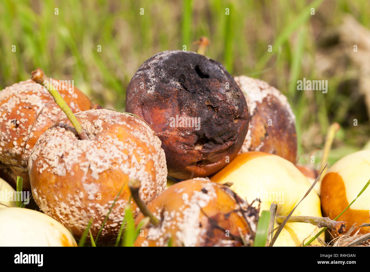 faule Äpfel, close-up Stockfoto