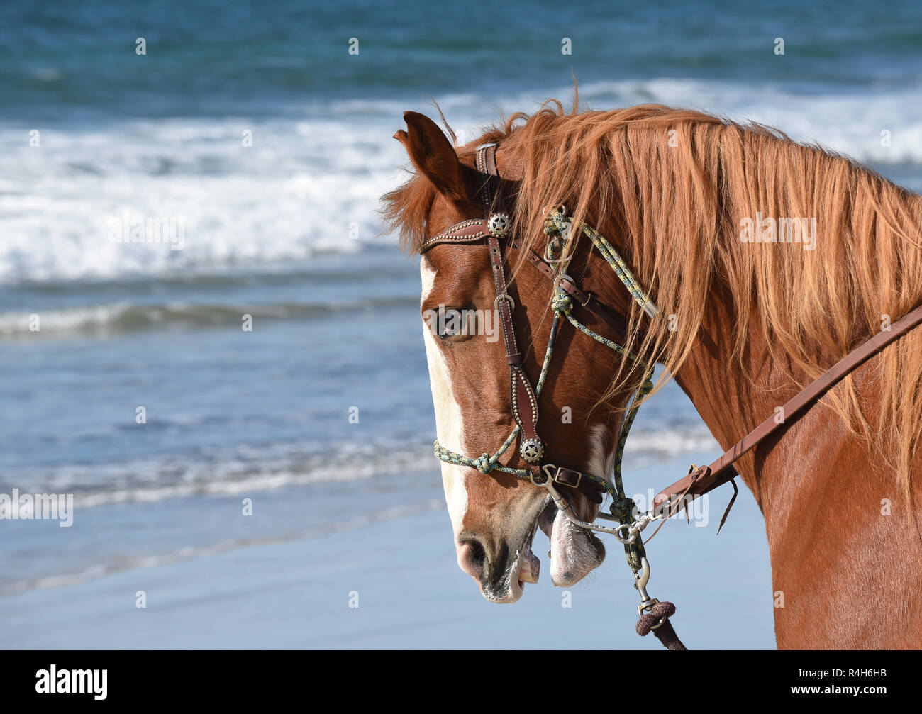 Closeup Profil Portrait von einem Pferd am Strand mit dem Meer im Hintergrund, Querformat. Stockfoto