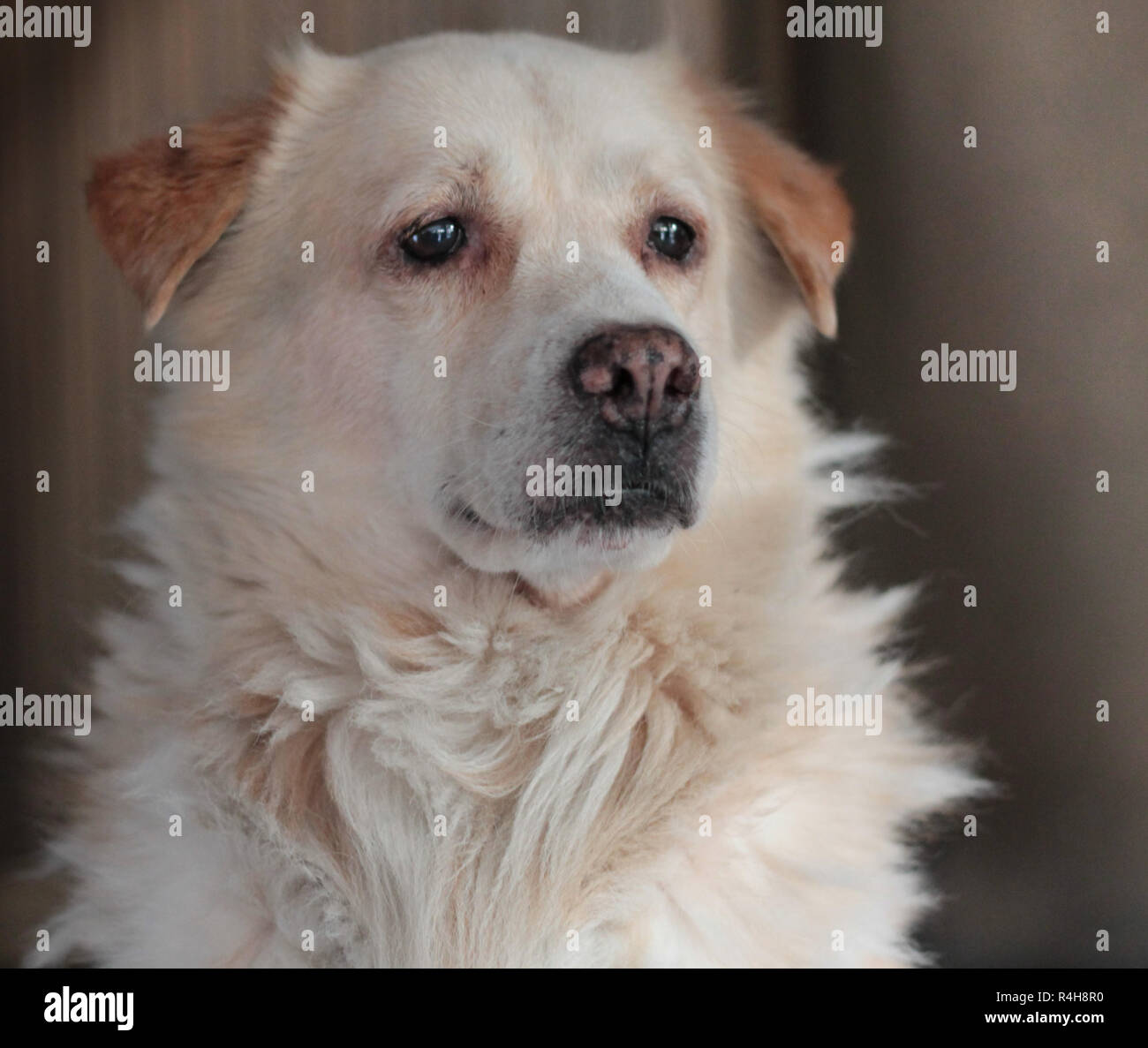 Der weisse Hund ist aufrecht, nach vorne starrte. Stockfoto