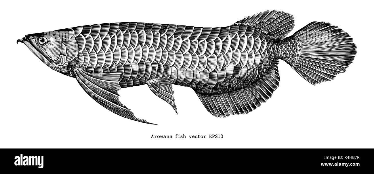 Arowana Handzeichnung vintage clip art Stock Vektor