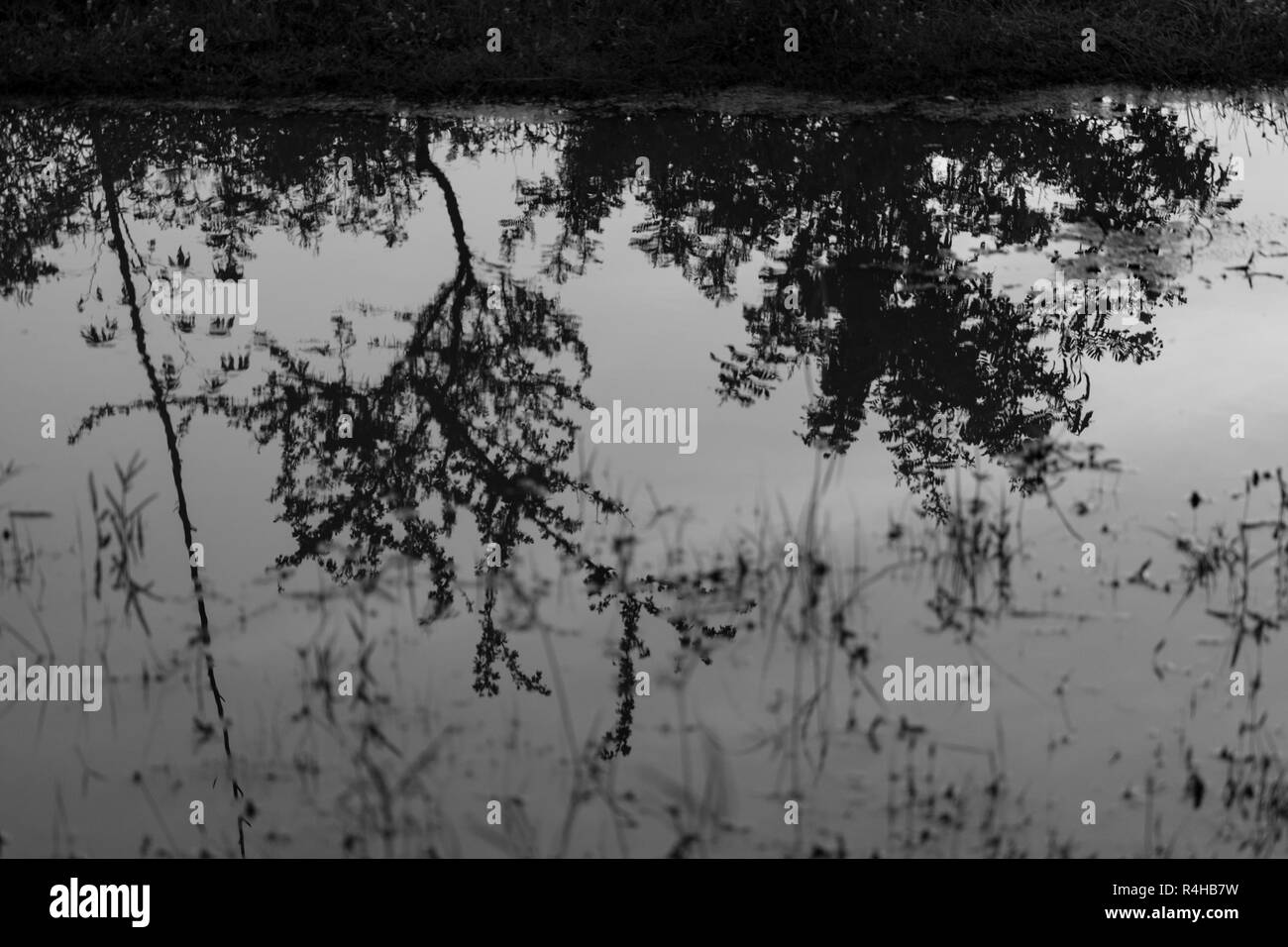 Am frühen Morgen einen Blick der Reflexion der Bäume an einem See. Stockfoto