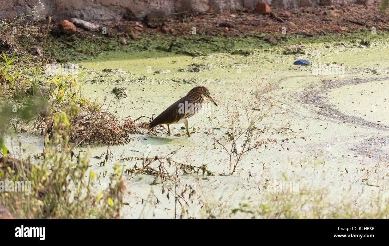 Eine grüne Heron ist auf der Suche nach Essen gesehen Stockfoto