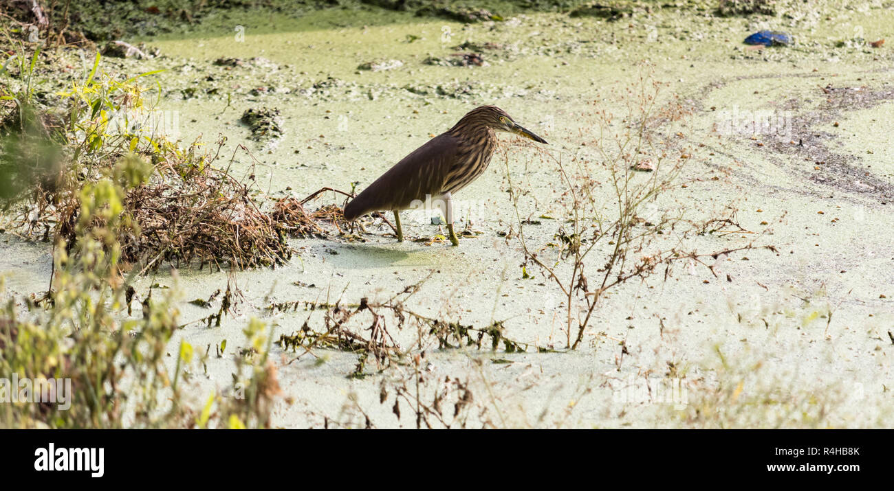 Eine grüne Heron ist auf der Suche nach Essen gesehen Stockfoto