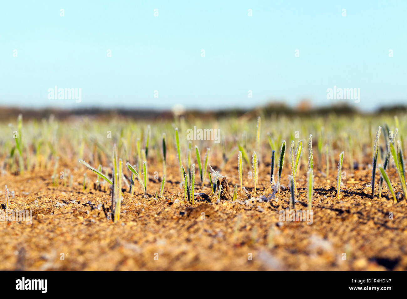 landwirtschaftliche Betriebe, frost Stockfoto