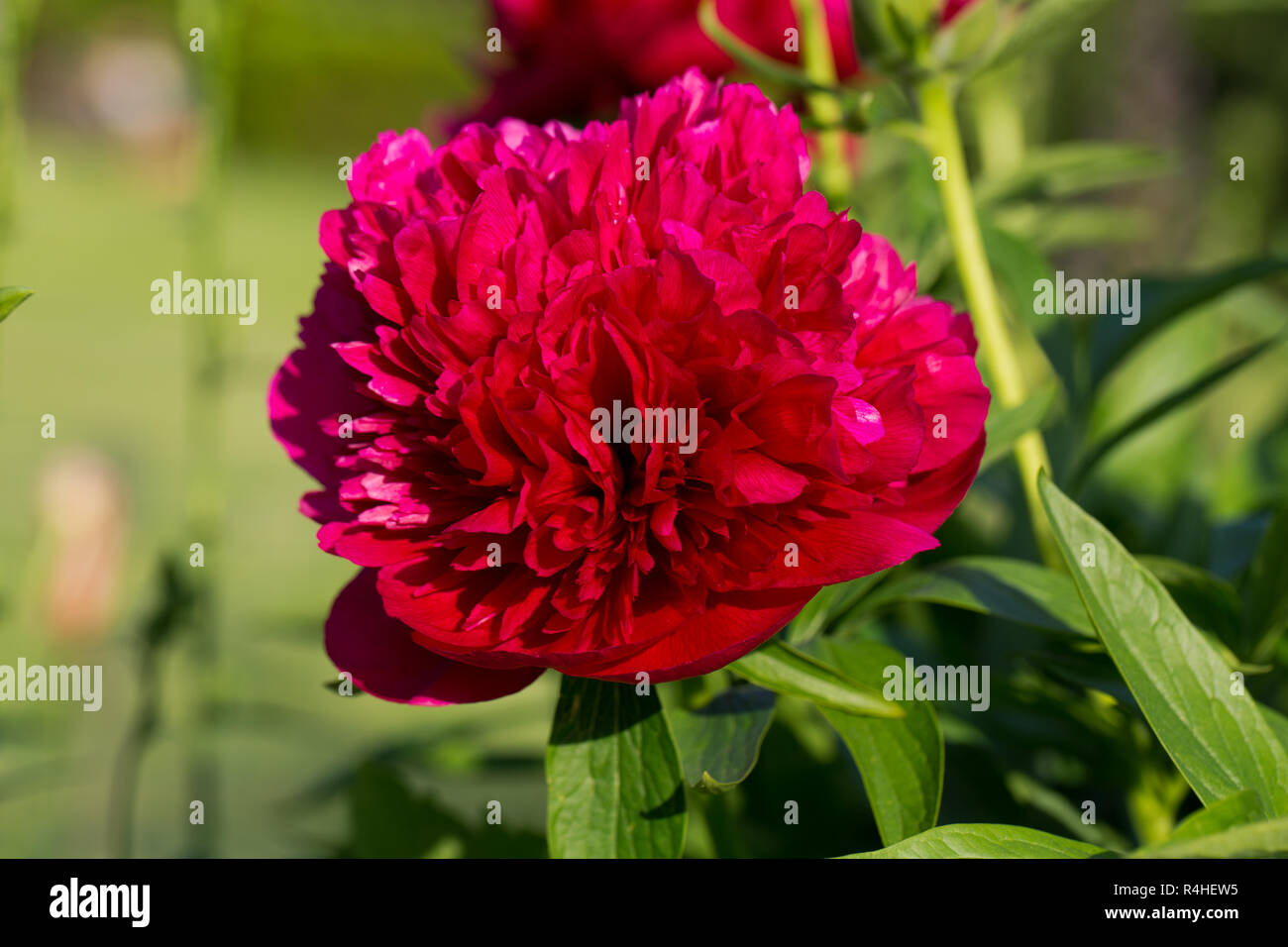 Pfingstrosen, rote Blumen im Garten Stockfoto