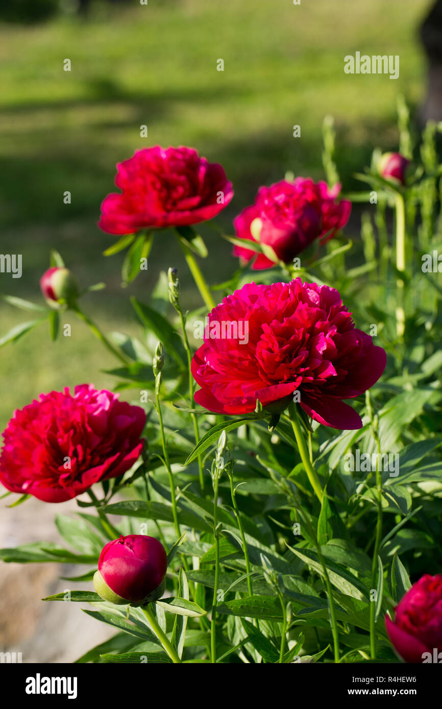 Pfingstrosen, rote Blumen im Garten Stockfoto