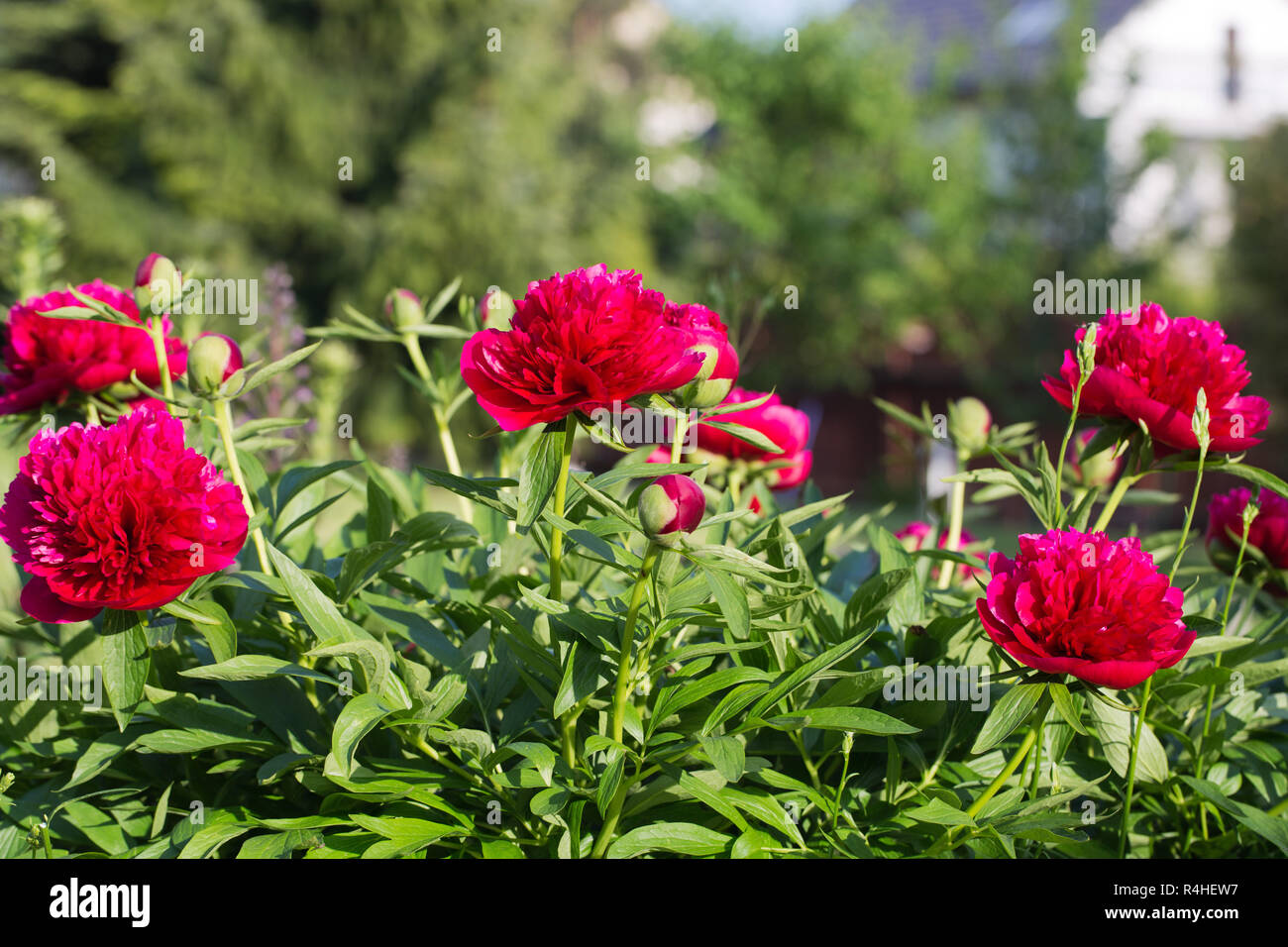 Pfingstrosen, rote Blumen im Garten Stockfoto