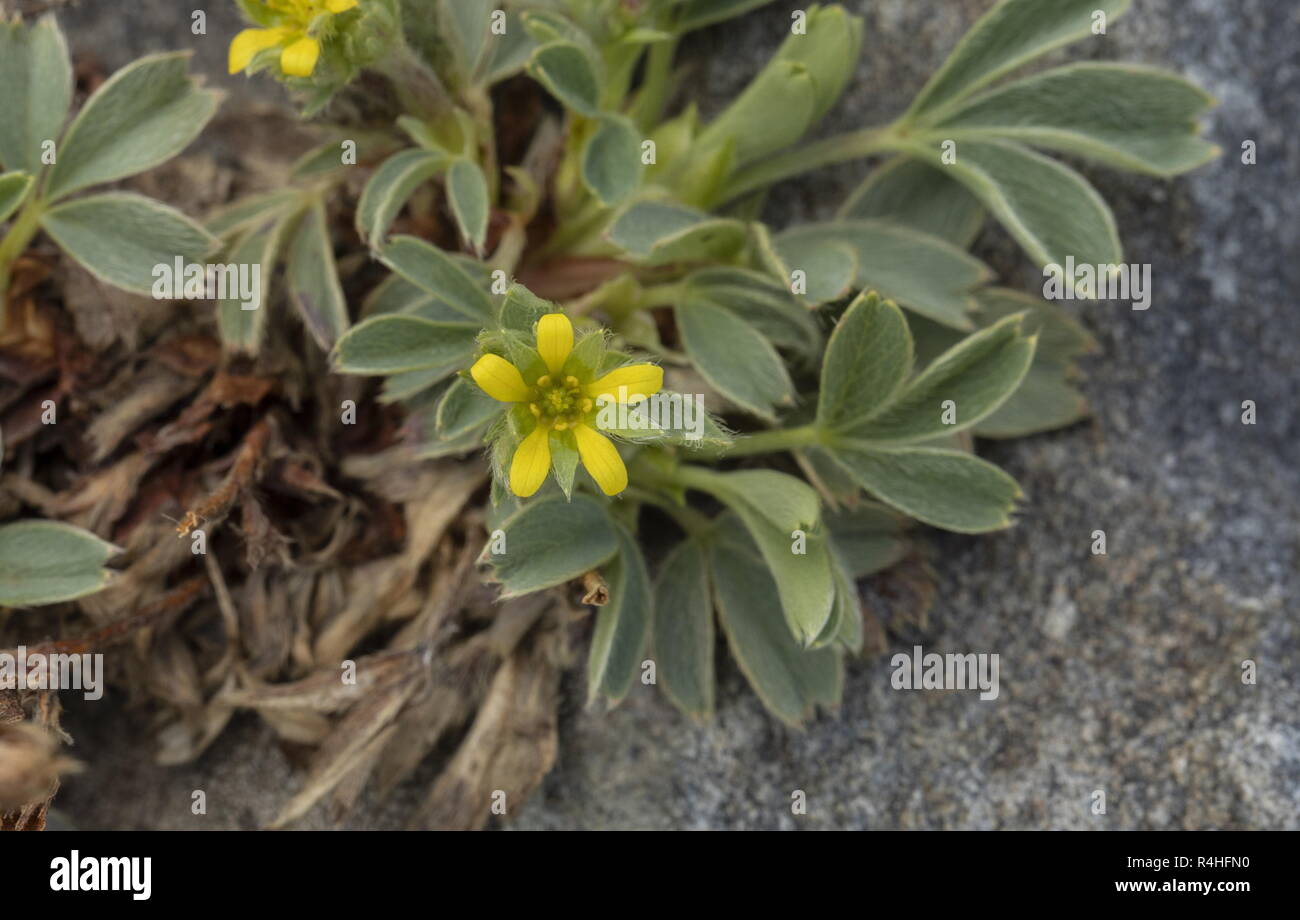 Schleichende sibbaldia, Sibbaldia procumbens in Blüte in grosser Höhe in den französischen Alpen. Stockfoto