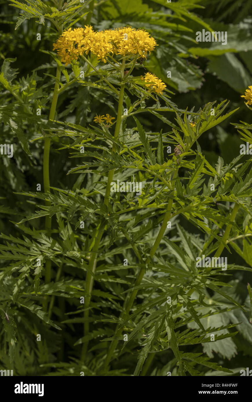 Tansy Endivie Rucola, Hugueninia tanacetifolia, in der Blume, die Französischen Alpen. Stockfoto