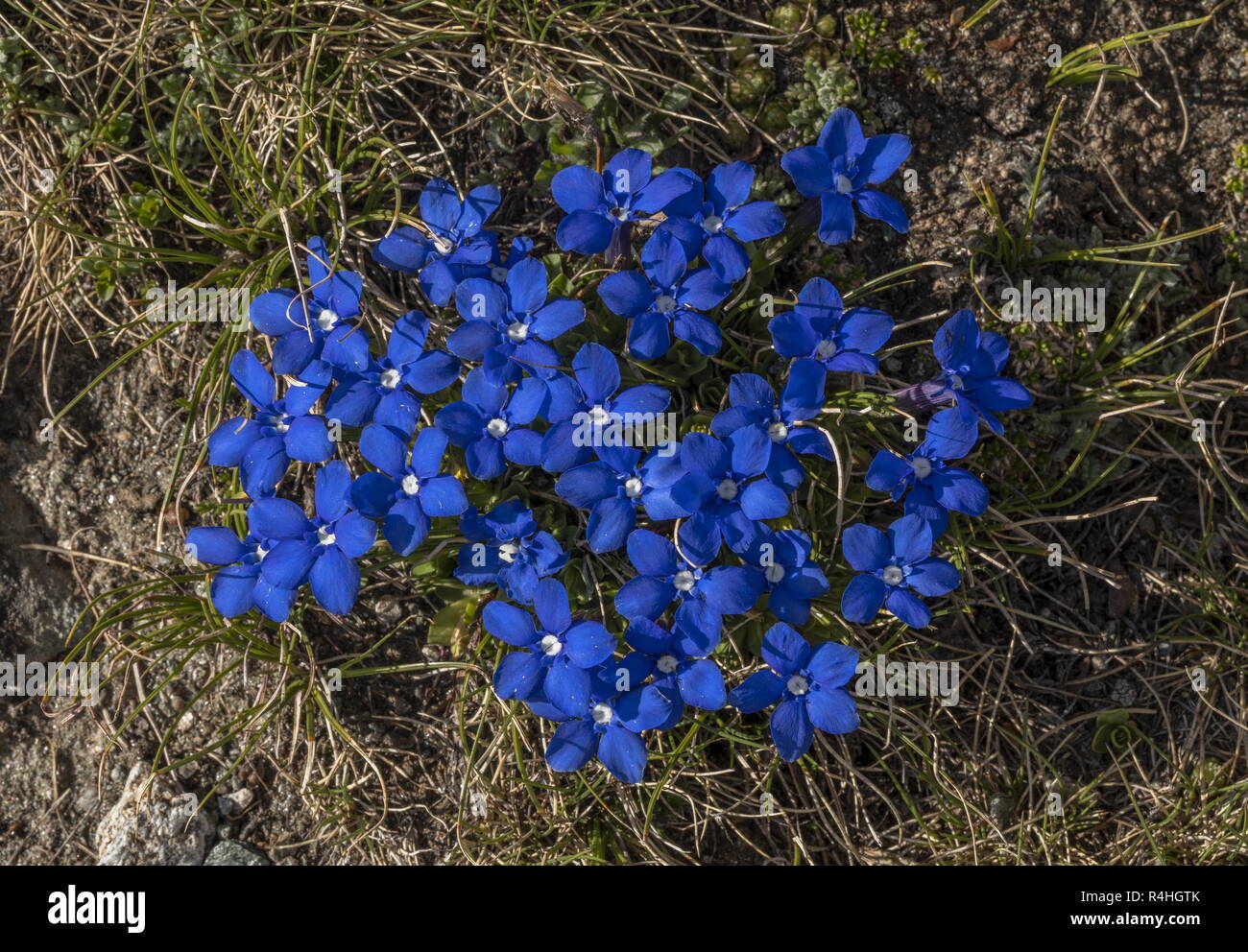 Kurze breitblättriger Enzian, Gentiana brachyphylla, in der Blume in grosser Höhe in den zentralen Schweizer Alpen. Stockfoto