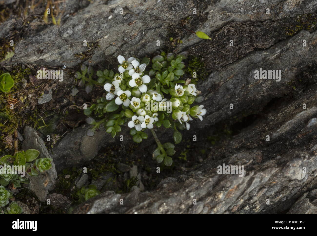 Chamois Kresse, Hornungia Alpina, in Blume, hoch in den Schweizer Alpen. Stockfoto