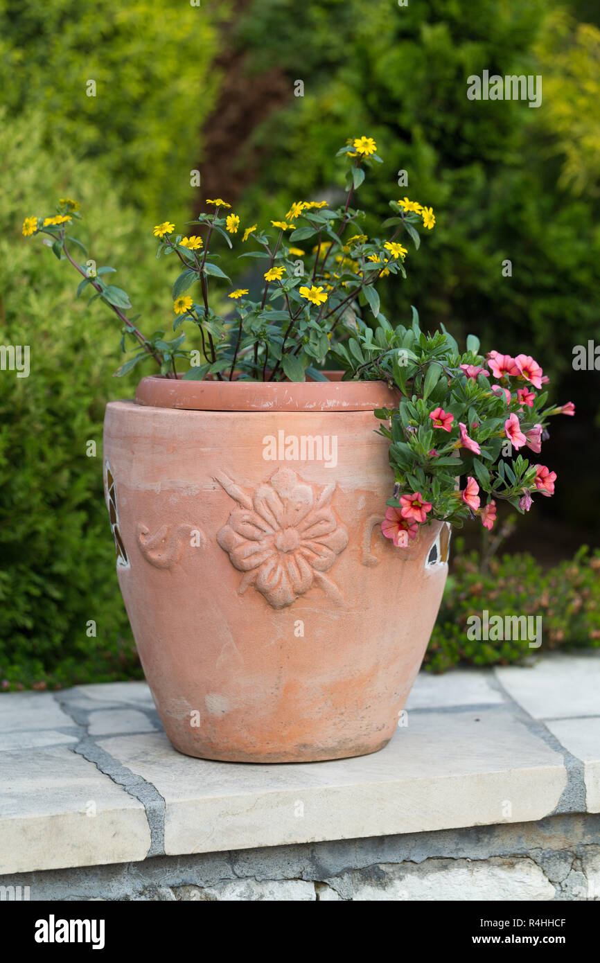 Gelb und rosa Blumen in der Keramik Blumentopf Stockfoto