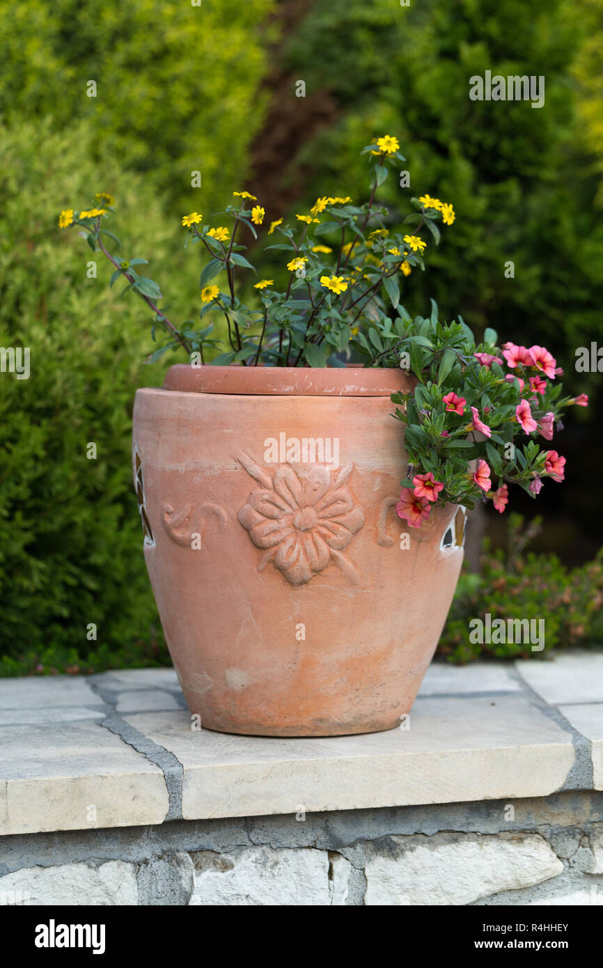 Gelb und rosa Blumen in der Keramik Blumentopf Stockfoto