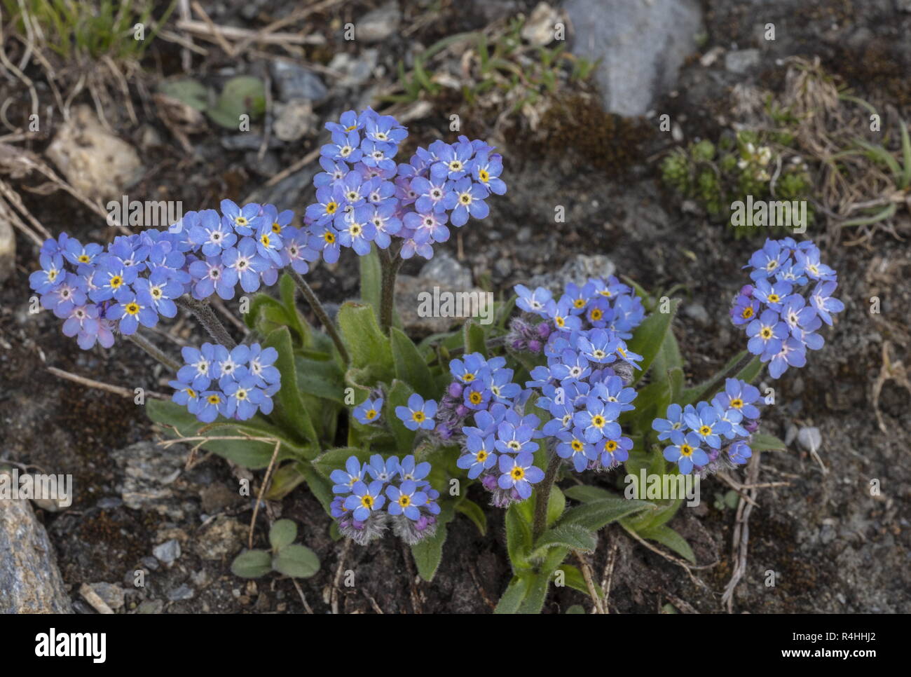 Alpine Vergißmeinnicht, Myosotis alpestris in Blume im Nationalpark Vanoise, Französischen Alpen. Stockfoto