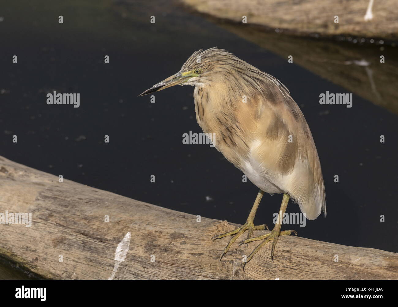 Squacco Heron, Ardeola ralloides, Süd Frankreich. Stockfoto