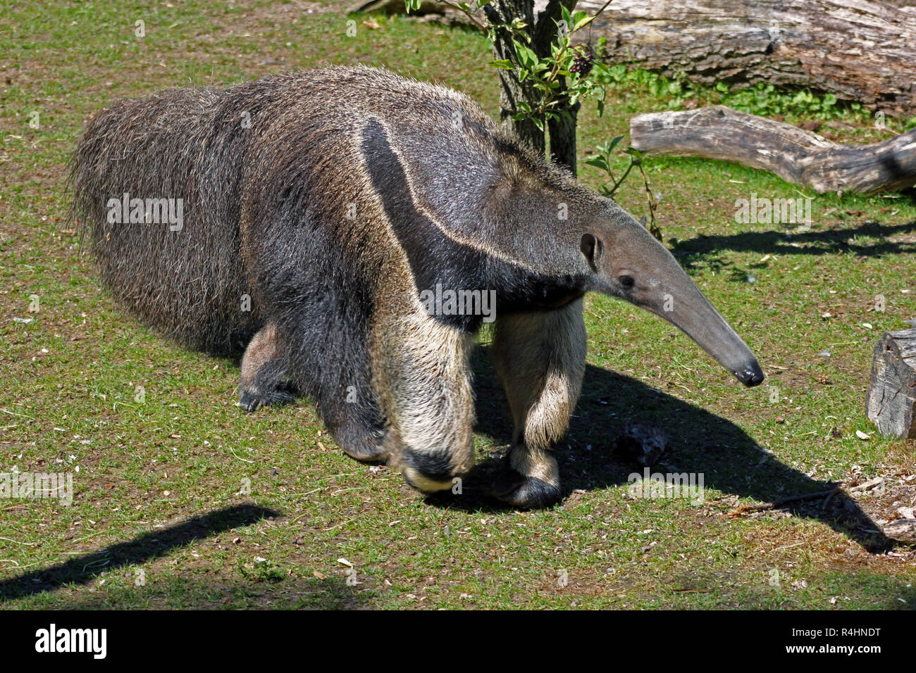 Giant anteater in Brasilien, Südamerika. Stockfoto