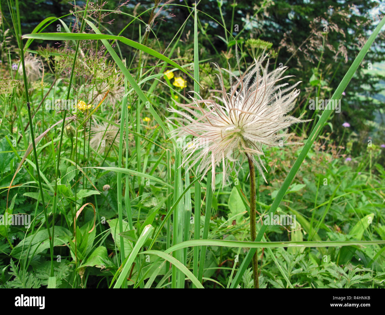 Infructescence der alpinen Küchenschelle (Pulsatilla alpina alpine Anemone). Typische Blume in den Schweizer Bergen. Stockfoto