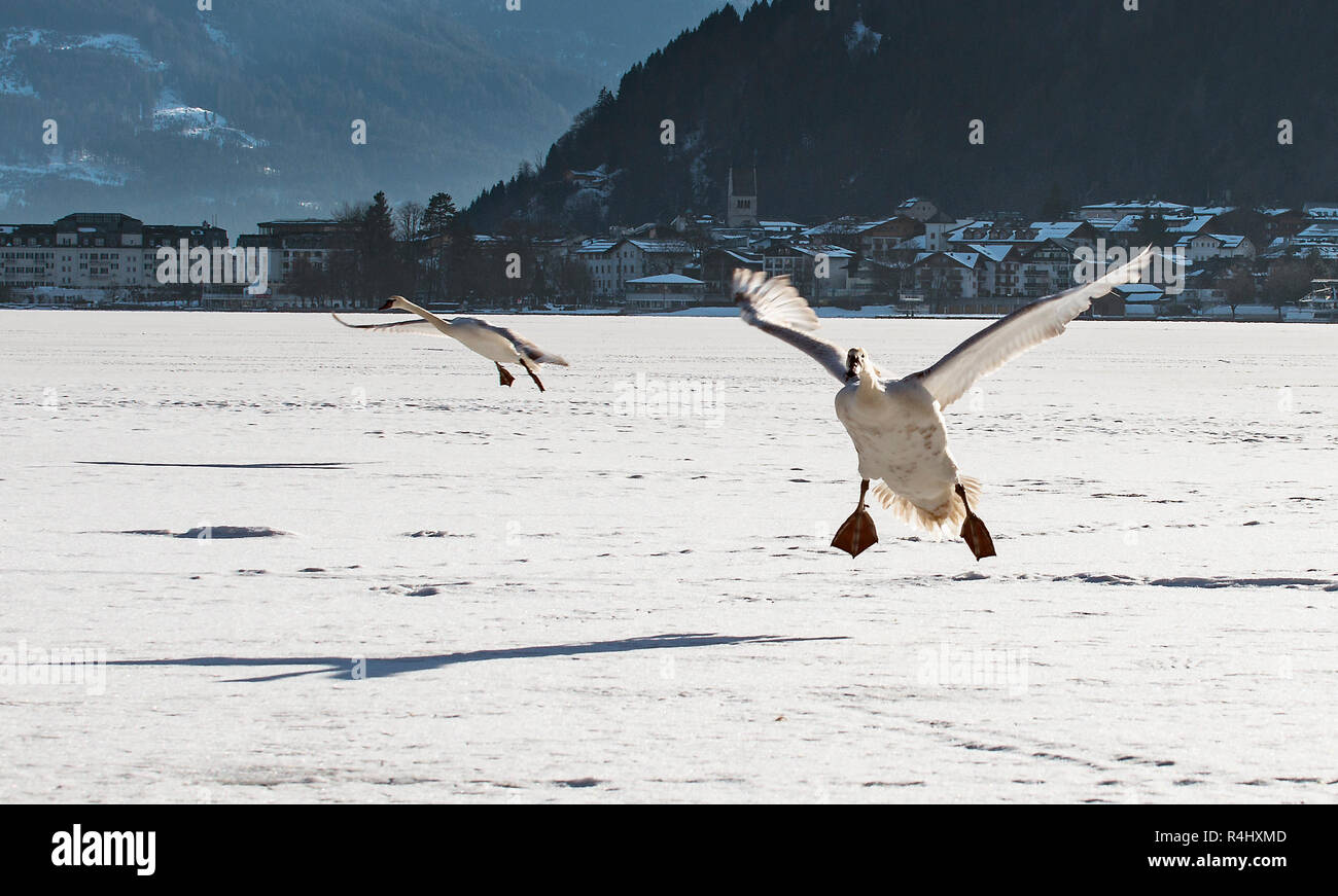 Zwei Schwäne Landung auf dem Eis eines zugefrorenen Sees. Stockfoto