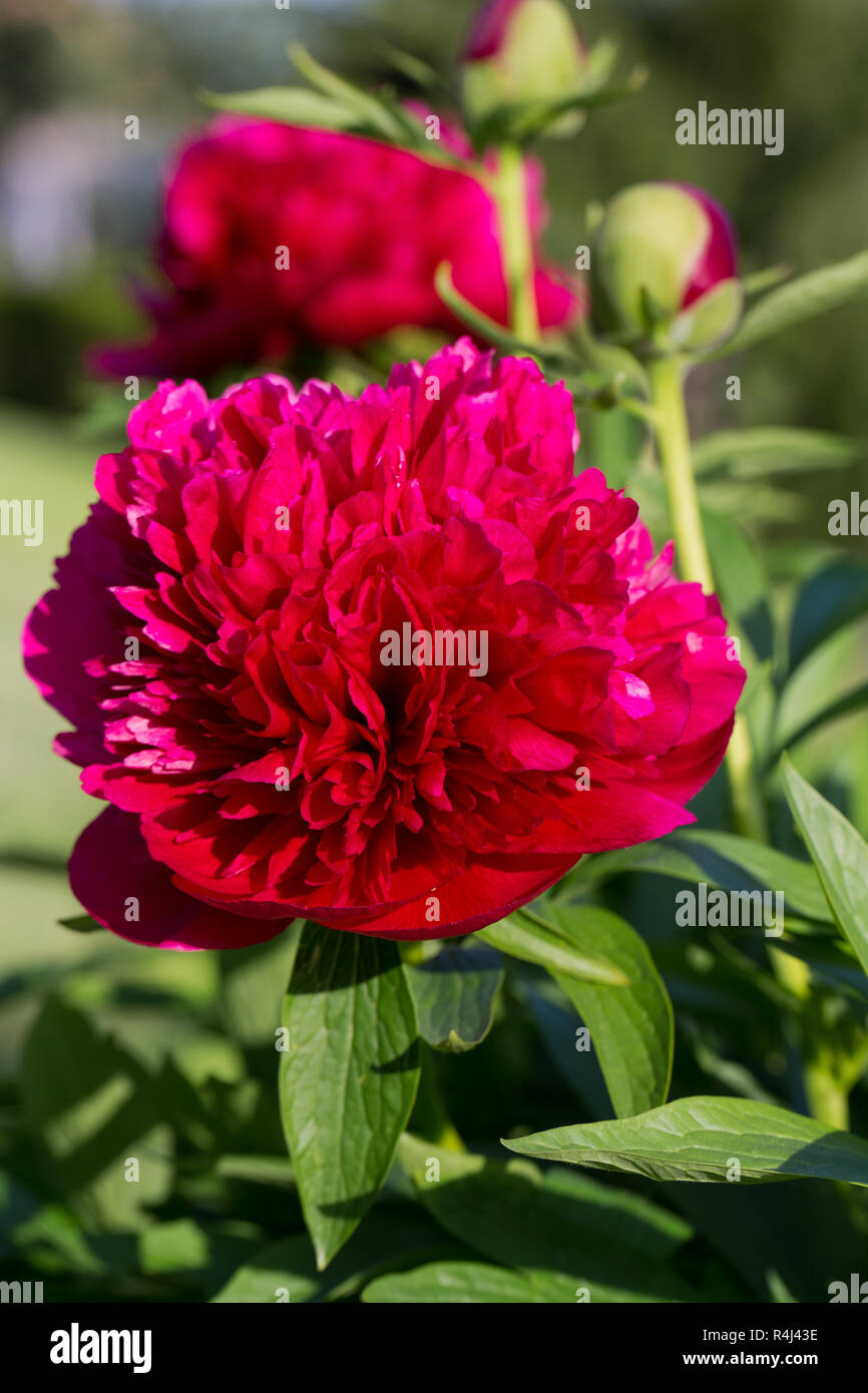 Pfingstrosen, rote Blumen im Garten Stockfoto