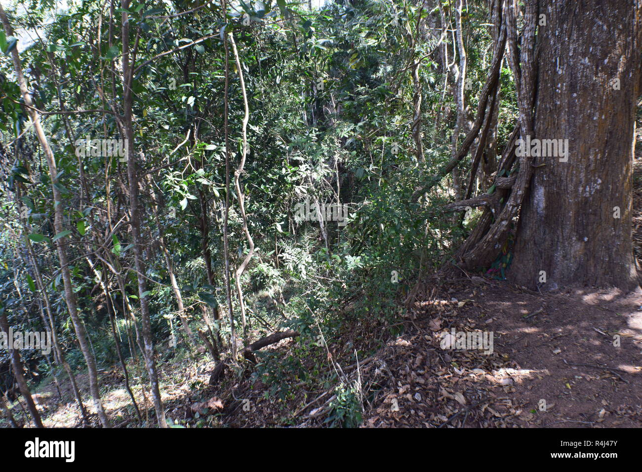 Khao Yai Nationalpark Thailand Stockfoto