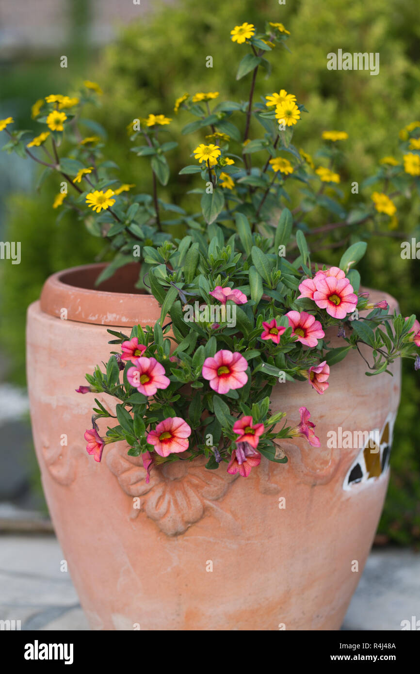 Gelb und rosa Blumen in der Keramik Blumentopf Stockfoto