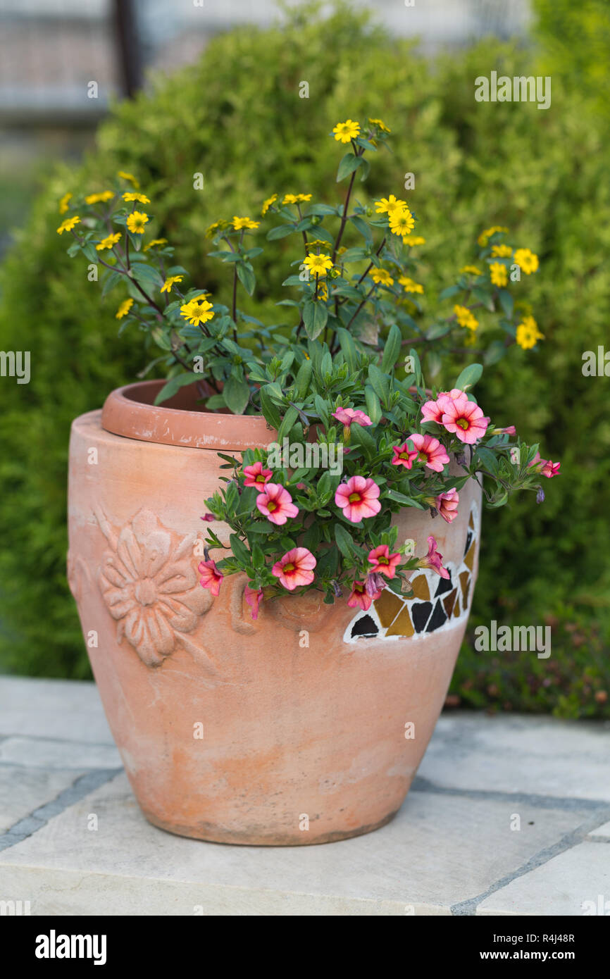 Gelb und rosa Blumen in der Keramik Blumentopf Stockfoto