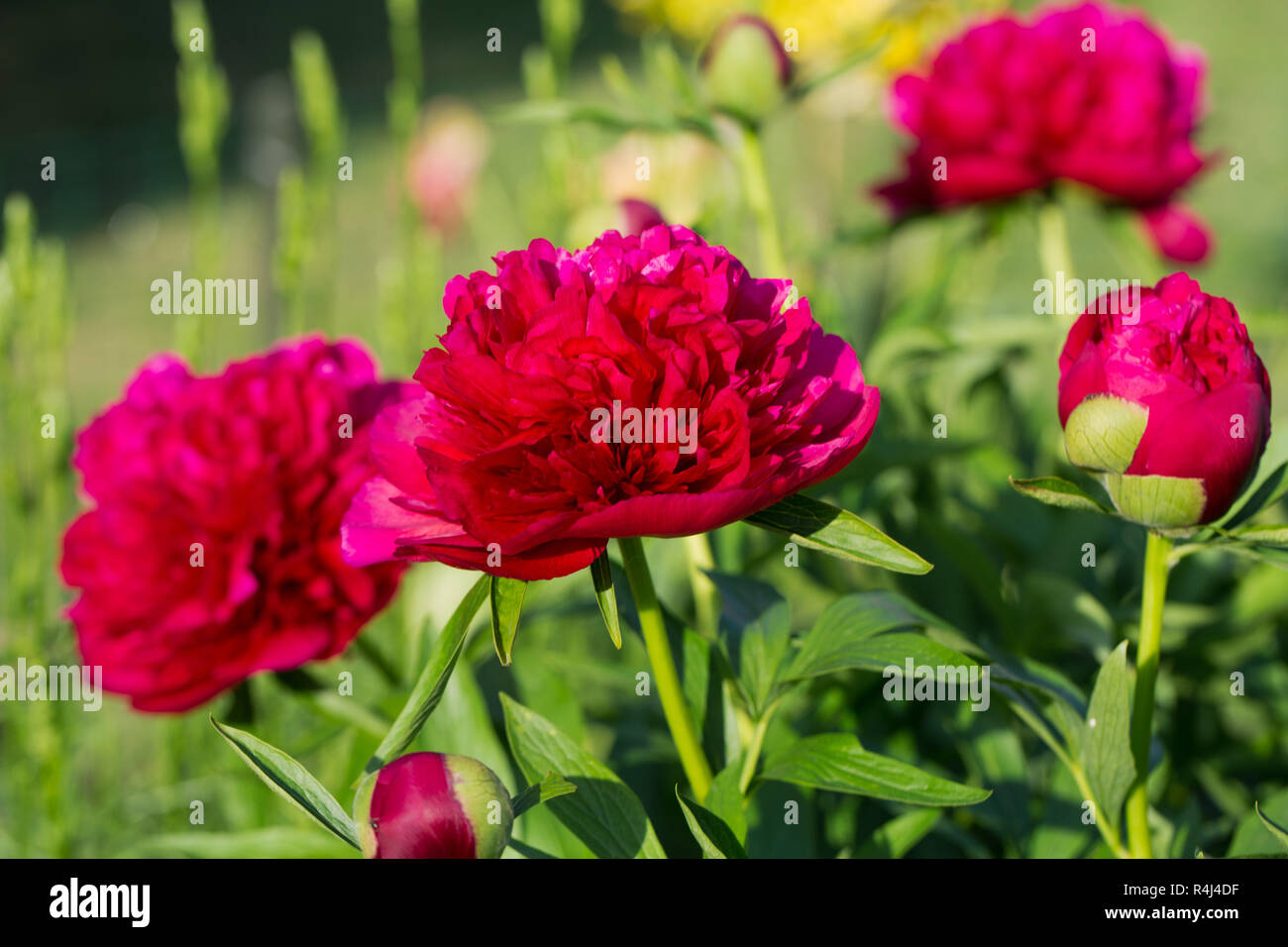 Pfingstrosen, rote Blumen im Garten Stockfoto
