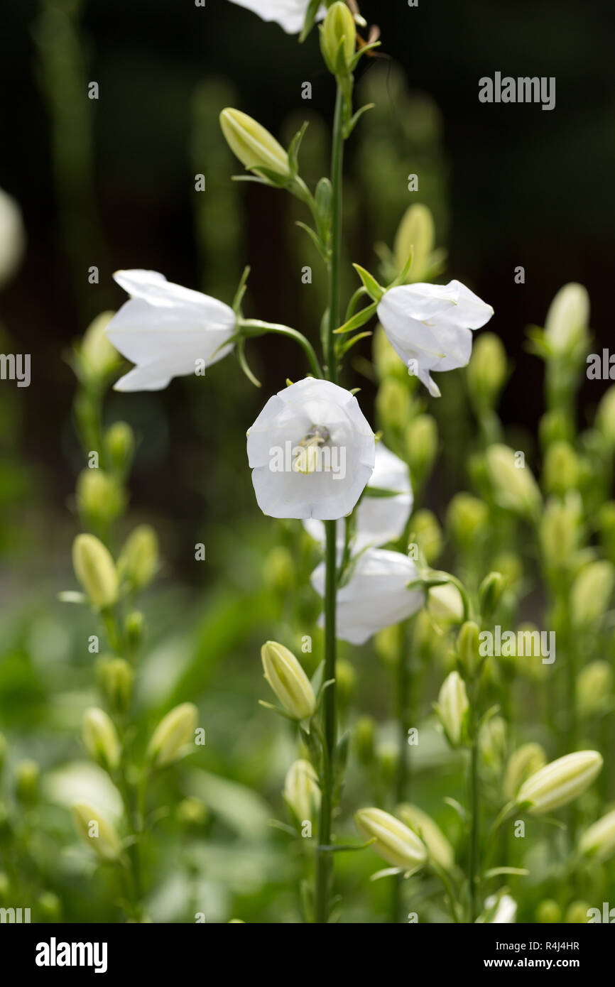 Campanula oder canterbury bells Blumen Stockfoto