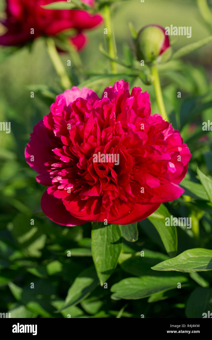 Pfingstrosen, rote Blumen im Garten Stockfoto