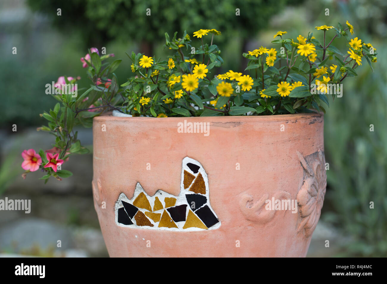 Gelb und rosa Blumen in der Keramik Blumentopf Stockfoto