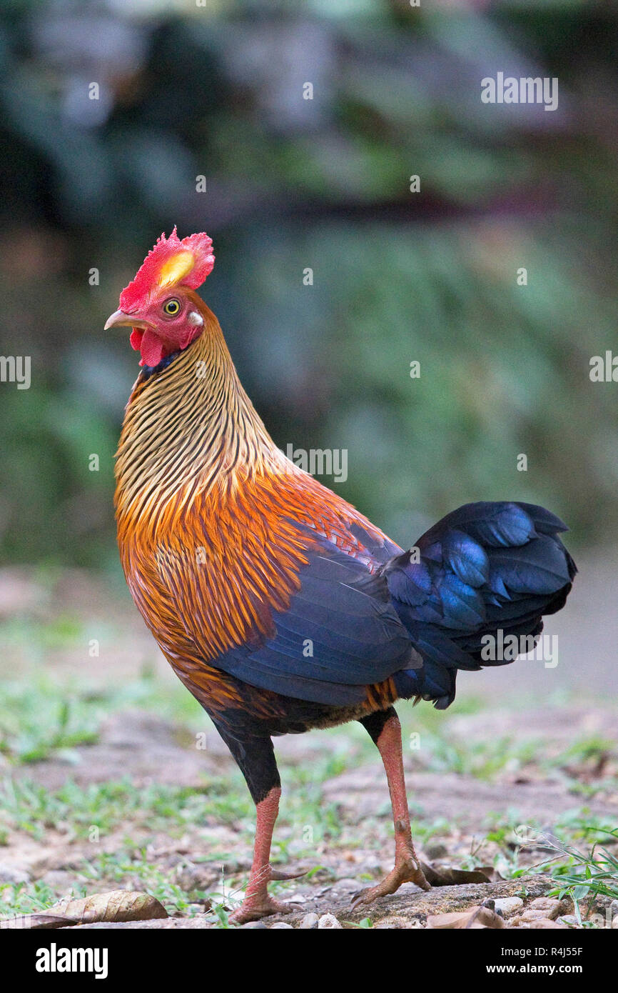 Sri Lanka lafayetti Junglefowl (Gallus) Stockfoto