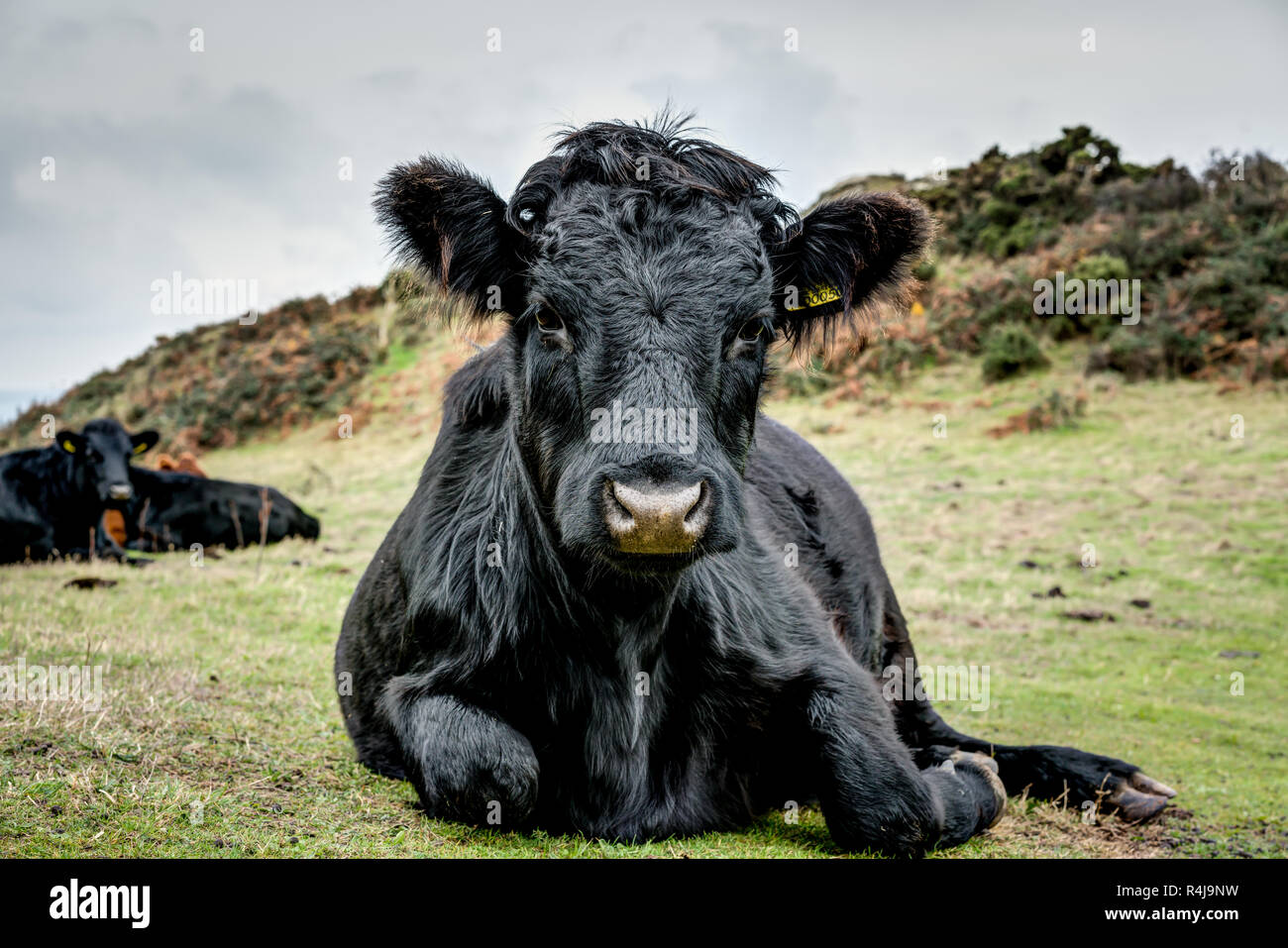 Eine sehr freundliche Neugierige schwarz Dexter Kuh liegend, der gerade in die Kamera schaut und für einen Kopf und Schultern ehrliches Porträt auf Gras posieren. Stockfoto
