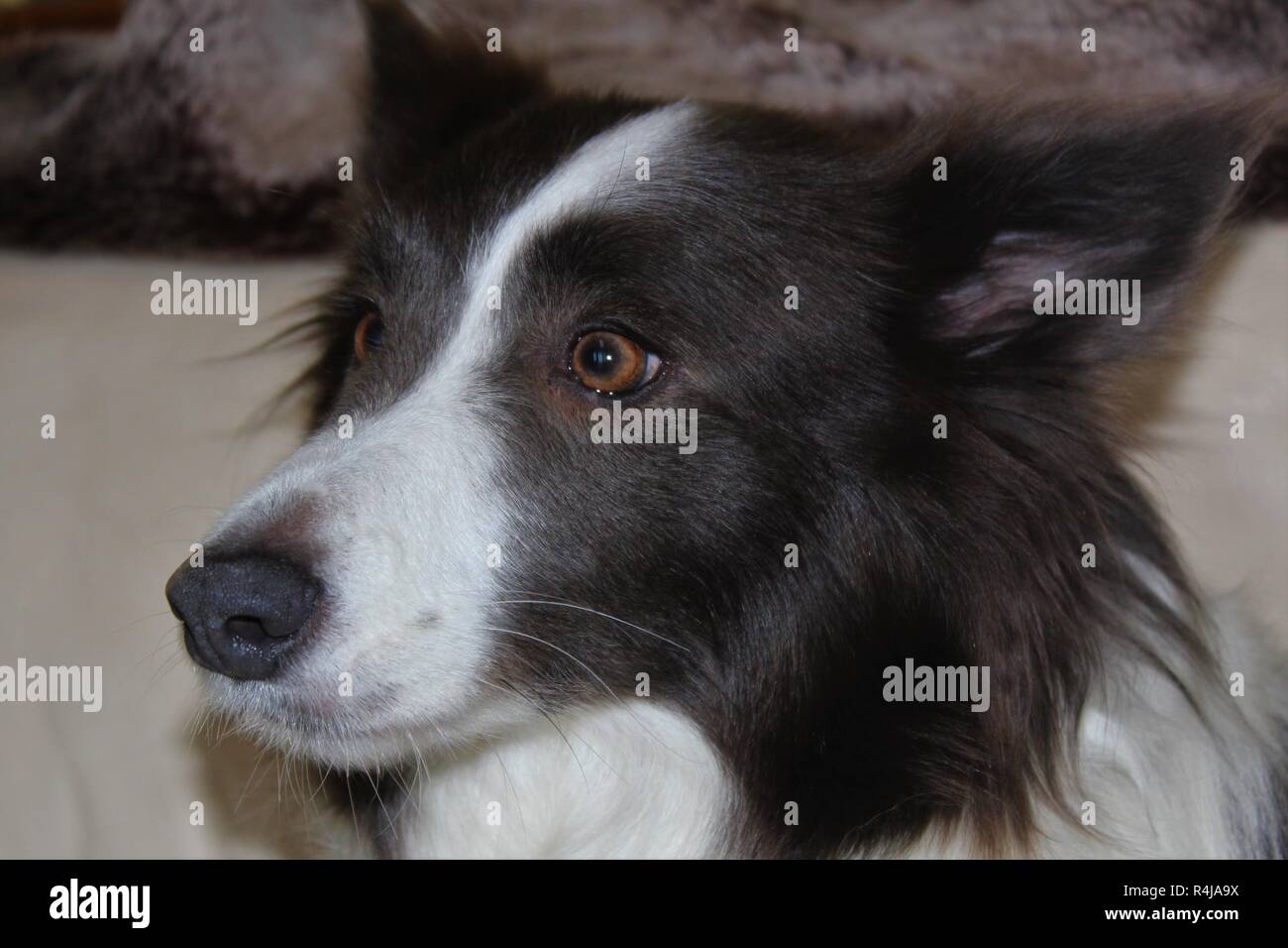 Braun und Weiß, Erwachsener, Border Collie Hündin. Stockfoto