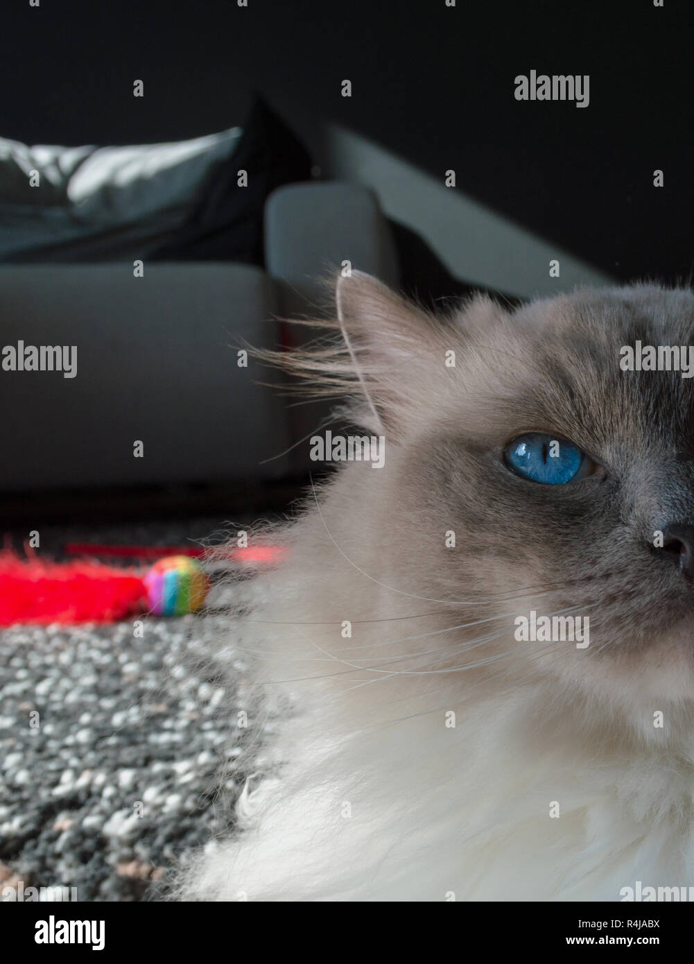 Helle rote Katze spielzeug hinter Ragdoll Cat Stockfoto