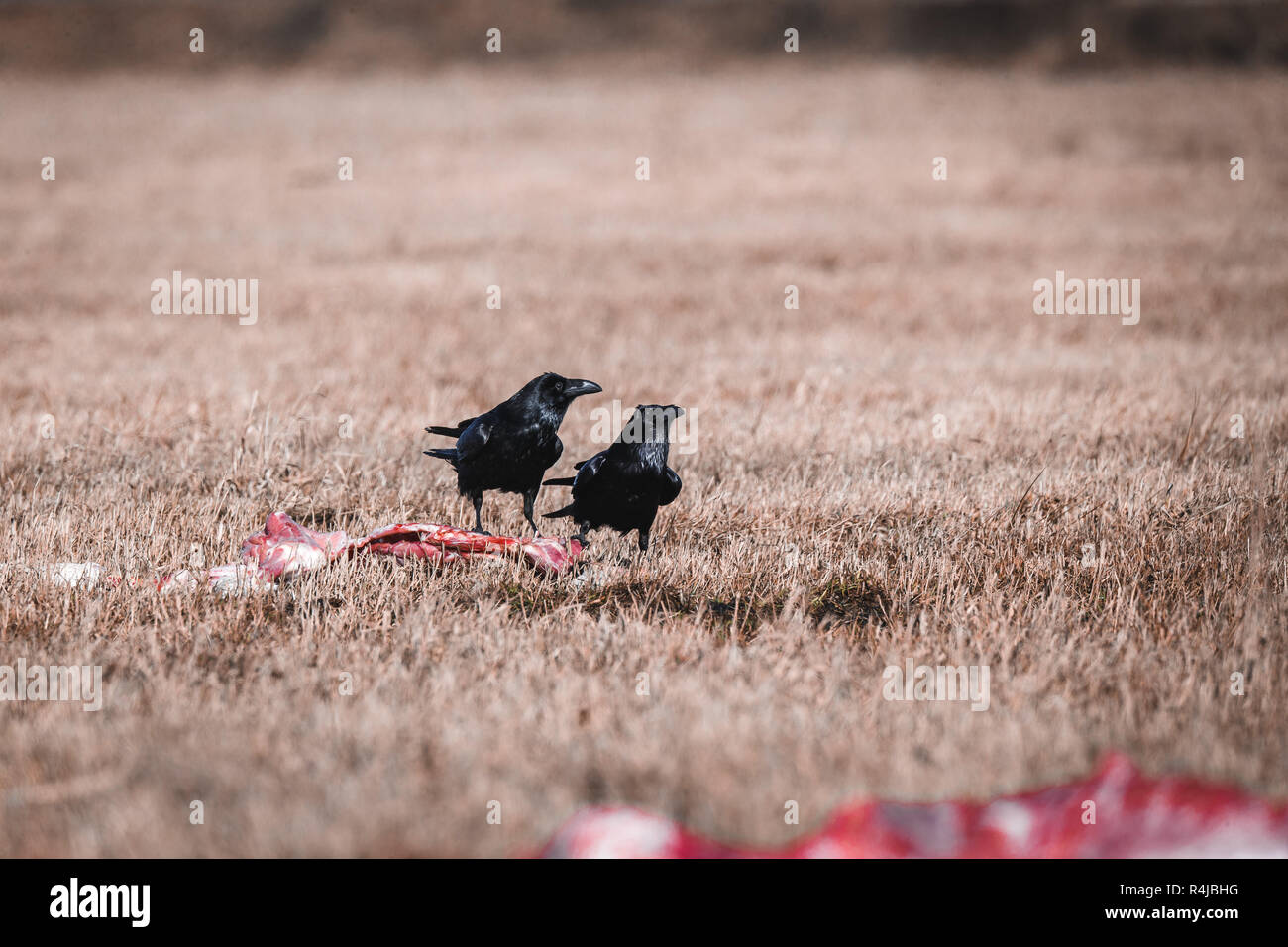Schwarze Krähen Essen Aas Stockfoto
