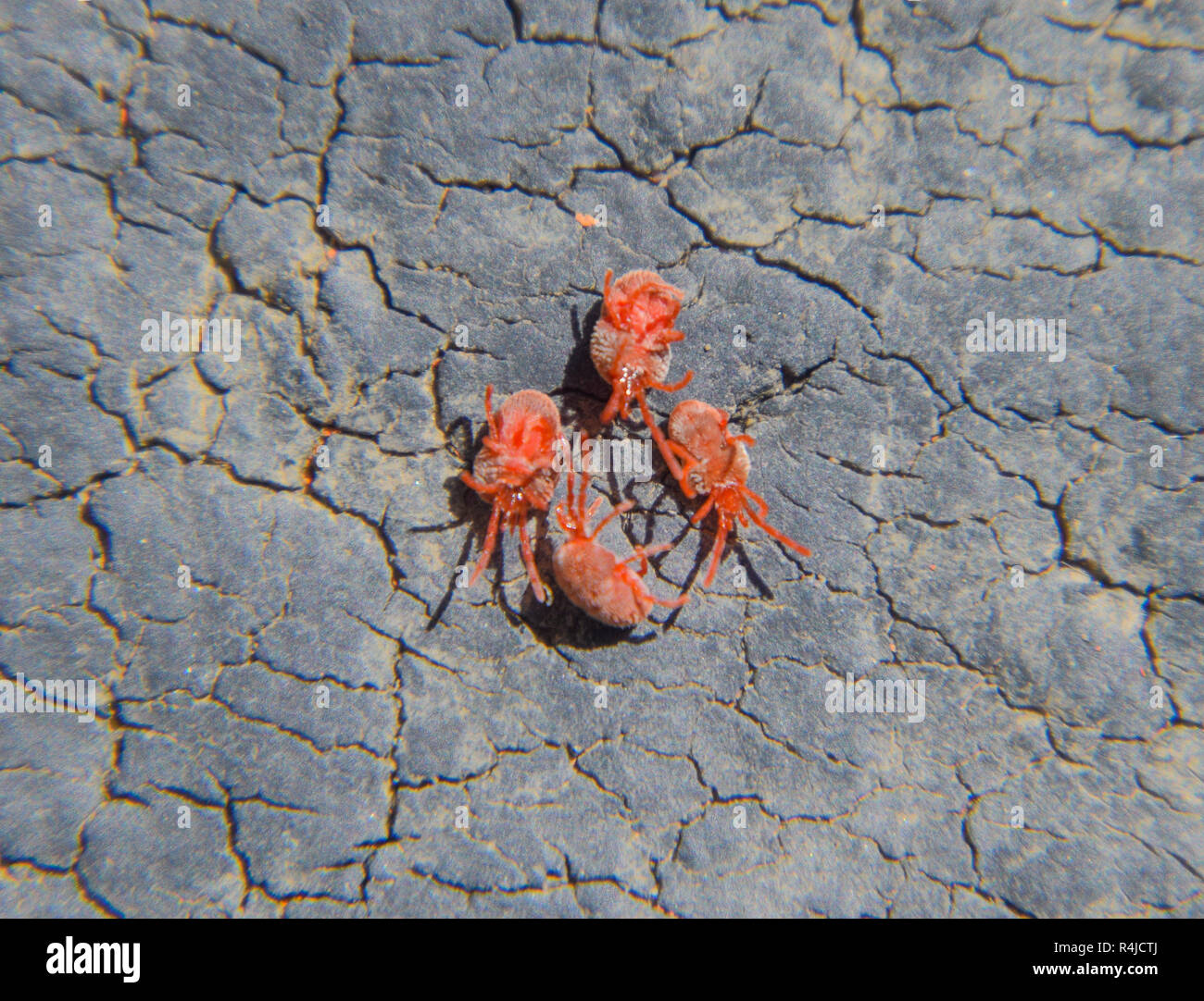 Nahaufnahme makro Red velvet mite oder Trombidiidae Stockfoto