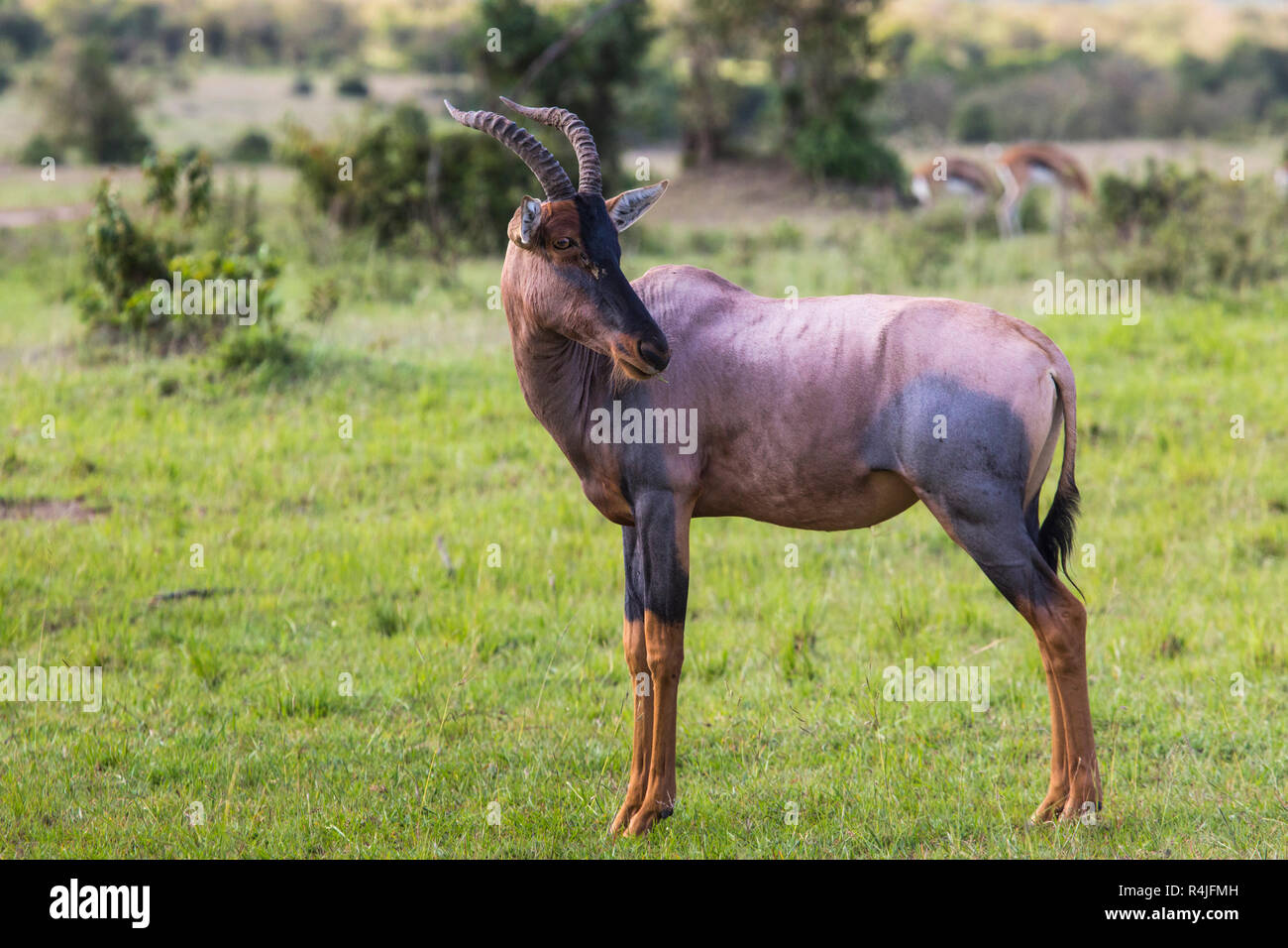 Topi Antilope in die nationale Reserve von Afrika, Kenia Stockfoto