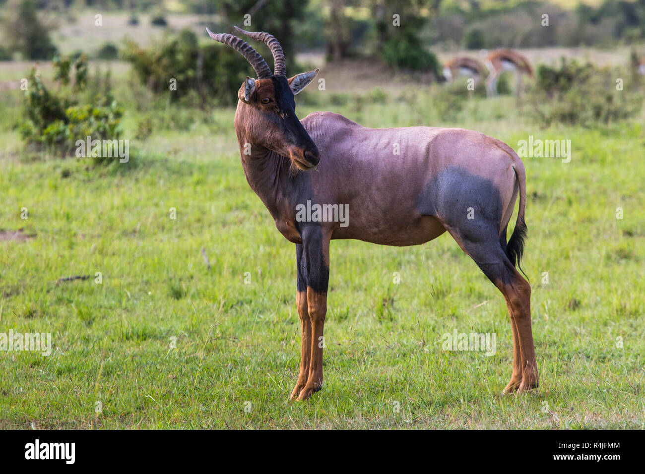 Topi Antilope in die nationale Reserve von Afrika, Kenia Stockfoto