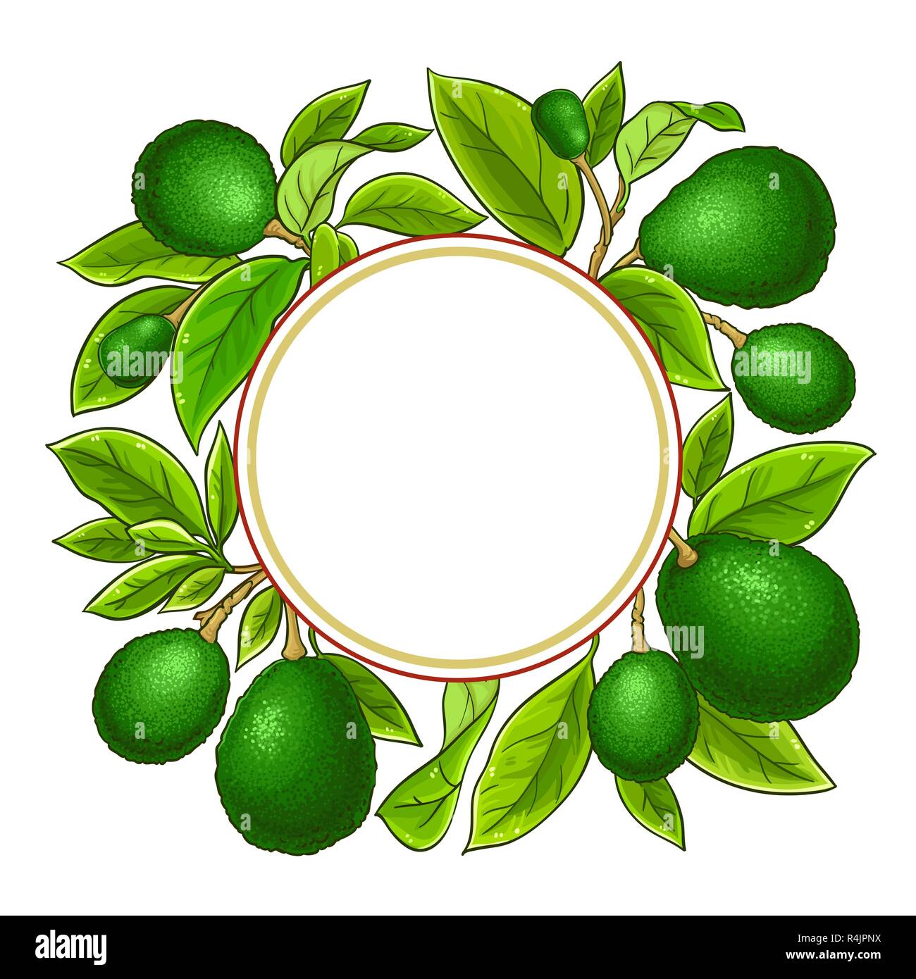 Avocado vektor Rahmen auf weißem Hintergrund Stock Vektor
