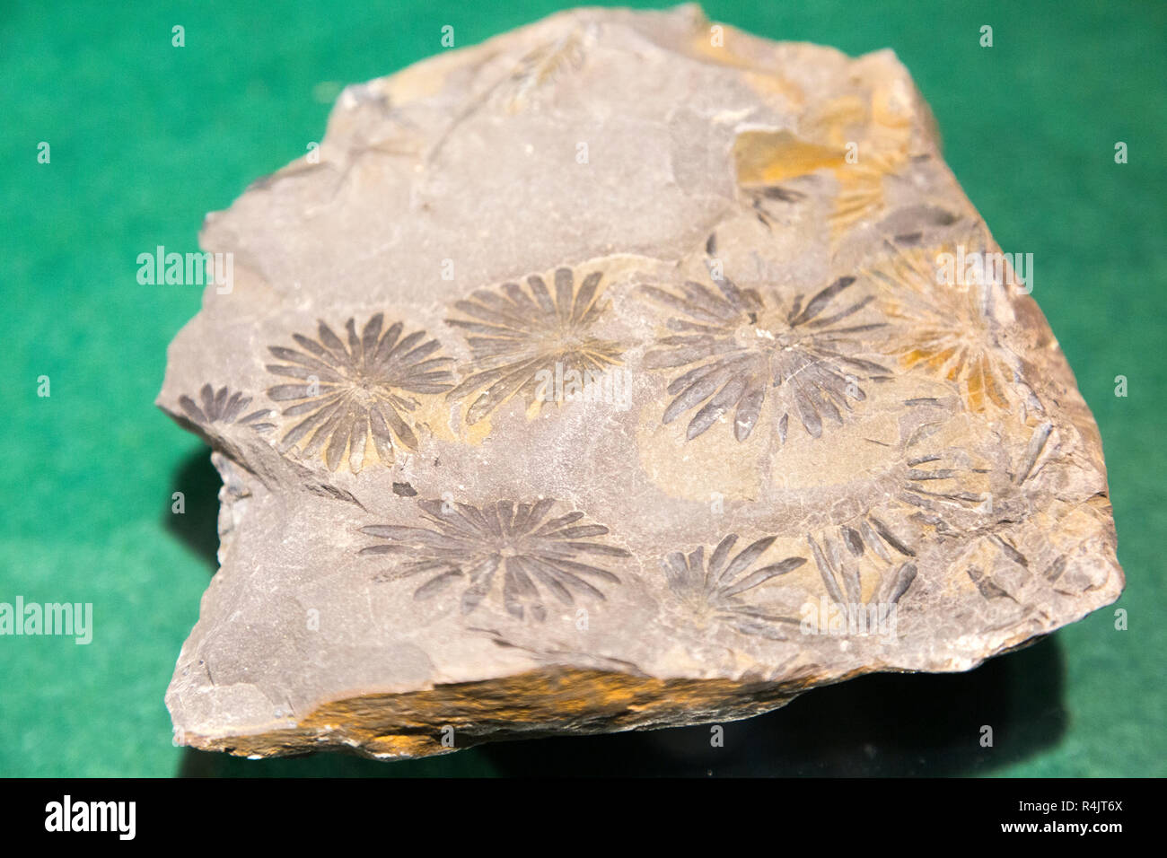 Pflanze Blüte Blatt fossilen Anzeige in Radstock Museum, Somerset, England, Großbritannien Stockfoto