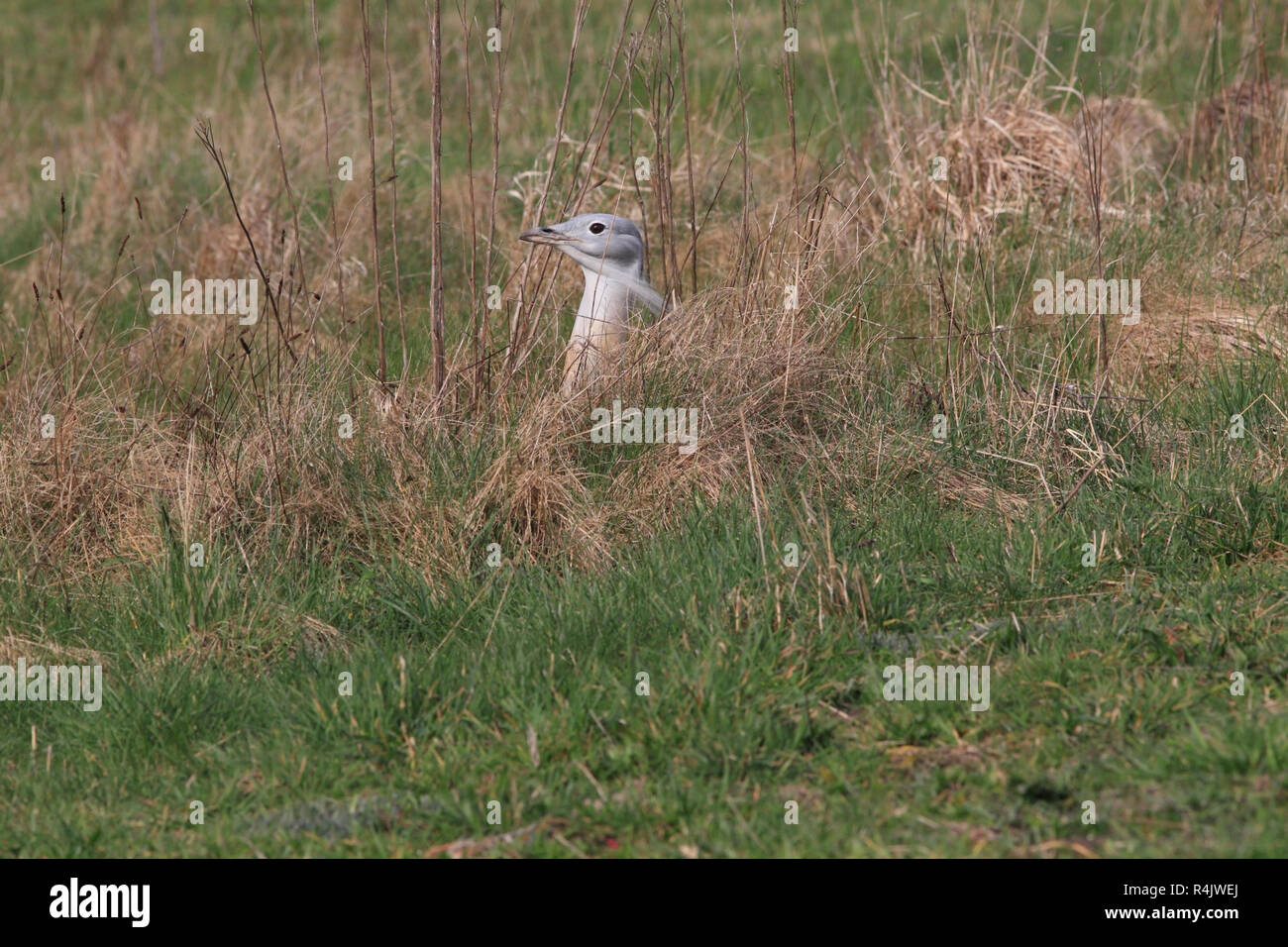 Großtrappe (Otis tarda) sucht nach sich selbst verbergen Im hohen Gras, Salisbury Plain, UK. Stockfoto
