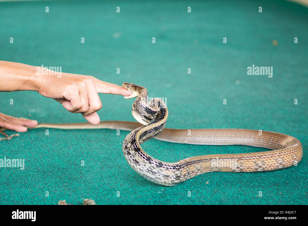 Pattaya, Thailand - Januar 2017: show Schlangen durch das Spielen mit einer Schlange während der Stockfoto