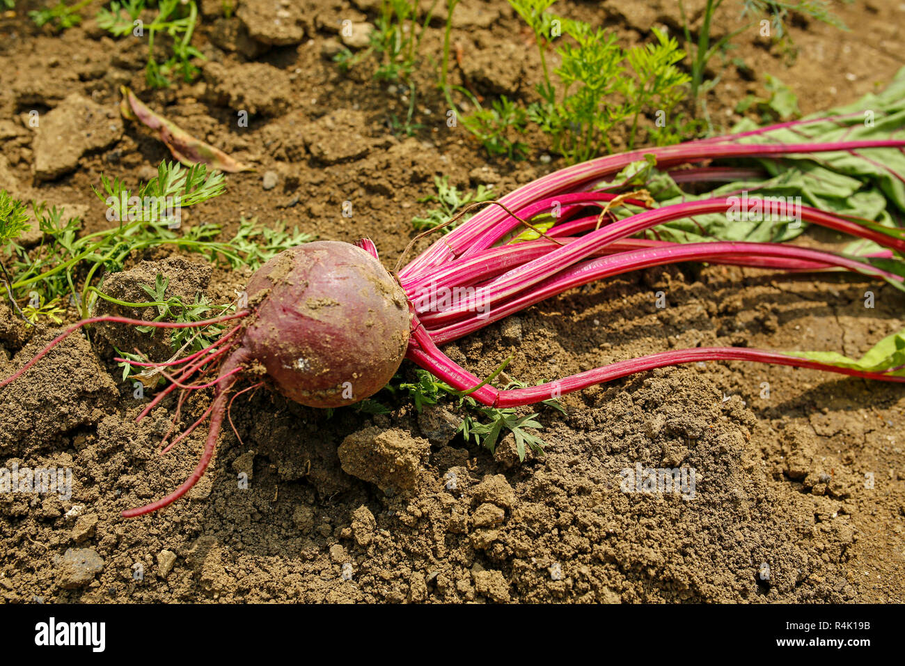 Rote Bete auf dem Boden Stockfoto