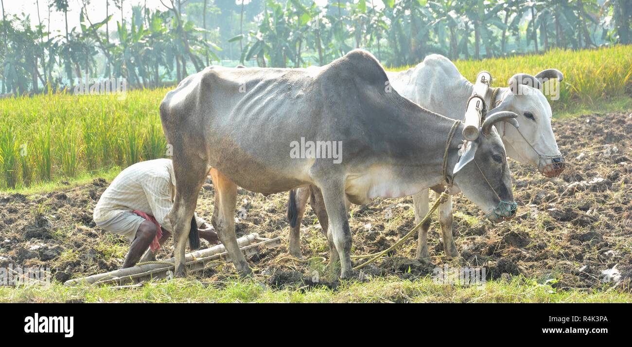 Eine indische Bauern in Westbengalen wird fertig, durch die Festsetzung der Zu seinen Ochsen oder Ochsen pflügen sein Feld mit traditionellen Methoden der Arbeit zu pflügen. Stockfoto