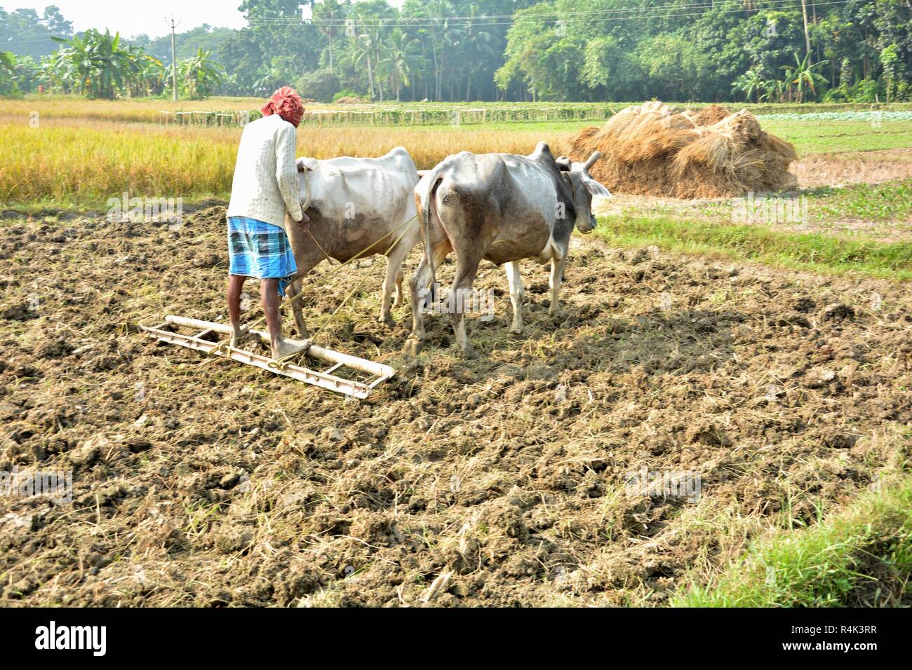 Eine indische Bauern in Westbengalen wird fertig, durch die Festsetzung der Zu seinen Ochsen oder Ochsen pflügen sein Feld mit traditionellen Methoden der Arbeit zu pflügen. Stockfoto